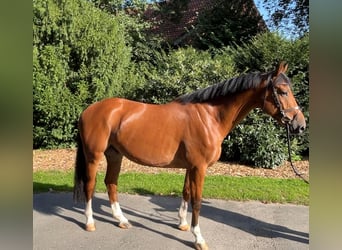 Caballo de salto Oldenburgo, Caballo castrado, 6 años, Castaño