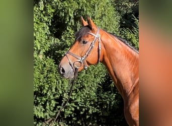 Caballo de salto Oldenburgo, Caballo castrado, 6 años, Castaño