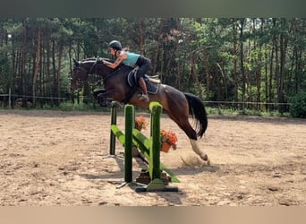 Caballo de salto Oldenburgo, Caballo castrado, 6 años, Castaño oscuro