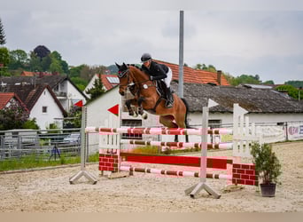 Caballo de salto Oldenburgo, Caballo castrado, 7 años, 161 cm, Castaño