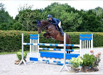 Caballo de salto Oldenburgo, Caballo castrado, 7 años, 165 cm, Castaño