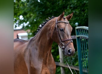 Caballo de salto Oldenburgo, Caballo castrado, 7 años, 165 cm, Castaño