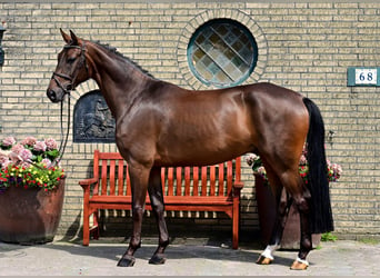 Caballo de salto Oldenburgo, Caballo castrado, 7 años, 165 cm, Castaño