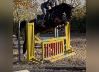 Caballo de salto Oldenburgo, Caballo castrado, 7 años, 166 cm, Castaño oscuro