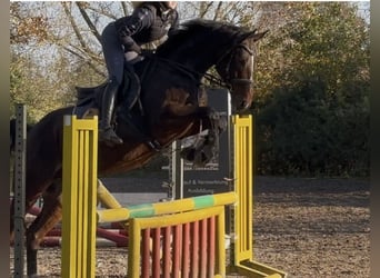 Caballo de salto Oldenburgo, Caballo castrado, 7 años, 166 cm, Castaño oscuro