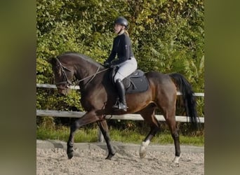 Caballo de salto Oldenburgo, Caballo castrado, 7 años, 166 cm, Castaño oscuro