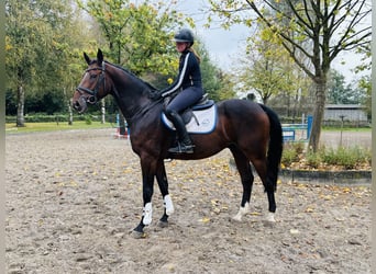 Caballo de salto Oldenburgo, Caballo castrado, 7 años, 166 cm, Castaño oscuro