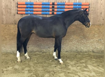 Caballo de salto Oldenburgo, Caballo castrado, 7 años, 166 cm, Castaño oscuro