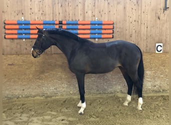 Caballo de salto Oldenburgo, Caballo castrado, 7 años, 166 cm, Castaño oscuro