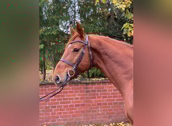 Caballo de salto Oldenburgo, Caballo castrado, 7 años, 167 cm, Alazán