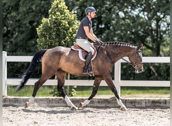 Caballo de salto Oldenburgo, Caballo castrado, 7 años, 168 cm, Castaño rojizo