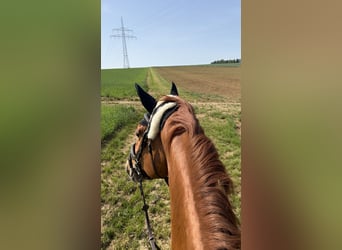 Caballo de salto Oldenburgo, Caballo castrado, 7 años, 170 cm, Alazán