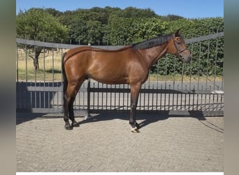 Caballo de salto Oldenburgo, Caballo castrado, 7 años, 170 cm, Castaño
