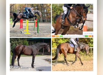 Caballo de salto Oldenburgo, Caballo castrado, 7 años, 170 cm, Castaño oscuro