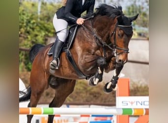 Caballo de salto Oldenburgo, Caballo castrado, 7 años, 170 cm, Castaño oscuro