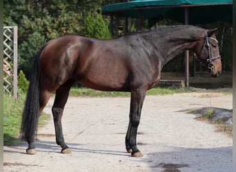 Caballo de salto Oldenburgo, Caballo castrado, 7 años, 170 cm, Castaño oscuro