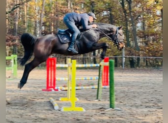 Caballo de salto Oldenburgo, Caballo castrado, 7 años, 170 cm, Castaño oscuro