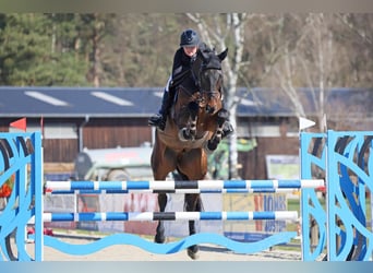 Caballo de salto Oldenburgo, Caballo castrado, 7 años, 170 cm, Morcillo