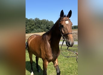 Caballo de salto Oldenburgo, Caballo castrado, 7 años, 171 cm, Castaño