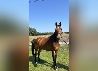 Caballo de salto Oldenburgo, Caballo castrado, 7 años, 171 cm, Castaño