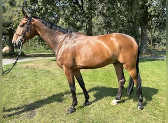 Caballo de salto Oldenburgo, Caballo castrado, 7 años, 171 cm, Castaño