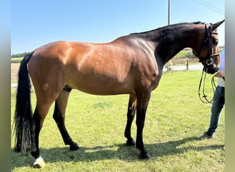 Caballo de salto Oldenburgo, Caballo castrado, 7 años, 171 cm, Castaño