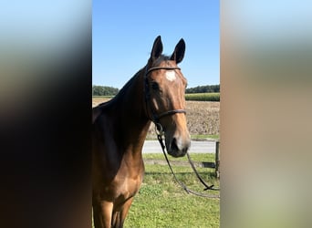 Caballo de salto Oldenburgo, Caballo castrado, 7 años, 171 cm, Castaño