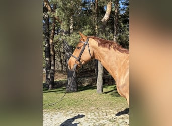 Caballo de salto Oldenburgo, Caballo castrado, 7 años, 172 cm, Alazán