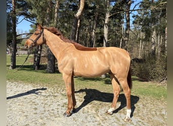 Caballo de salto Oldenburgo, Caballo castrado, 7 años, 172 cm, Alazán
