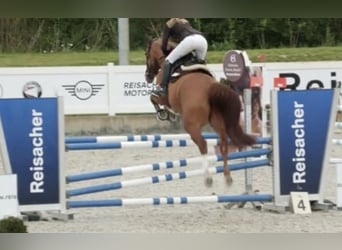 Caballo de salto Oldenburgo, Caballo castrado, 7 años, 172 cm, Alazán