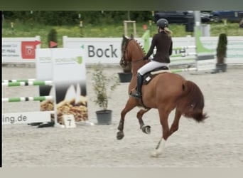 Caballo de salto Oldenburgo, Caballo castrado, 7 años, 172 cm, Alazán