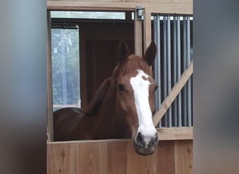 Caballo de salto Oldenburgo, Caballo castrado, 7 años, 172 cm, Alazán