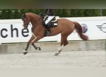 Caballo de salto Oldenburgo, Caballo castrado, 7 años, 172 cm, Alazán