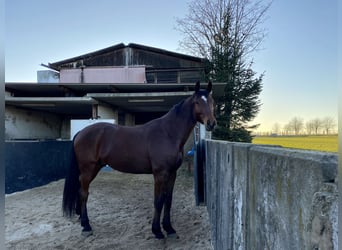 Caballo de salto Oldenburgo, Caballo castrado, 7 años, 172 cm, Castaño