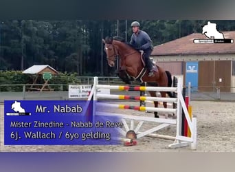 Caballo de salto Oldenburgo, Caballo castrado, 7 años, 172 cm, Castaño