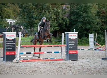 Caballo de salto Oldenburgo, Caballo castrado, 7 años, 172 cm, Castaño