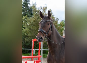 Caballo de salto Oldenburgo, Caballo castrado, 7 años, 172 cm, Castaño