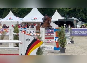 Caballo de salto Oldenburgo, Caballo castrado, 7 años, 172 cm, Castaño
