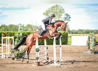 Caballo de salto Oldenburgo, Caballo castrado, 7 años, 175 cm, Castaño