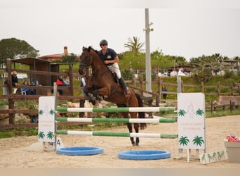 Caballo de salto Oldenburgo, Caballo castrado, 7 años, 175 cm, Castaño oscuro