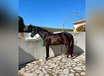 Caballo de salto Oldenburgo, Caballo castrado, 7 años, 175 cm, Castaño oscuro
