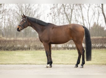 Caballo de salto Oldenburgo, Caballo castrado, 7 años, 175 cm, Castaño rojizo