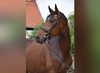 Caballo de salto Oldenburgo, Caballo castrado, 7 años, 175 cm, Castaño rojizo