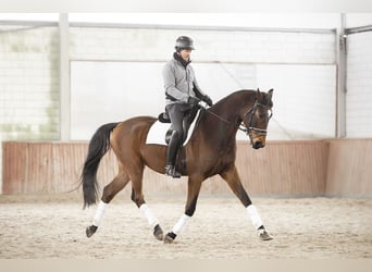 Caballo de salto Oldenburgo, Caballo castrado, 7 años, 175 cm, Castaño rojizo