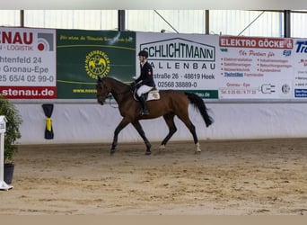 Caballo de salto Oldenburgo, Caballo castrado, 7 años, 176 cm, Castaño