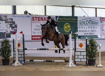 Caballo de salto Oldenburgo, Caballo castrado, 7 años, 176 cm, Castaño