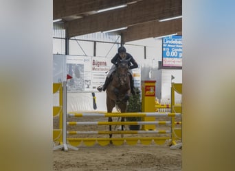 Caballo de salto Oldenburgo, Caballo castrado, 7 años, 176 cm, Castaño