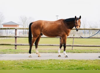 Caballo de salto Oldenburgo, Caballo castrado, 7 años, Castaño