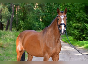 Caballo de salto Oldenburgo, Caballo castrado, 8 años, 160 cm, Castaño