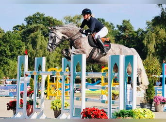 Caballo de salto Oldenburgo, Caballo castrado, 8 años, 165 cm, Tordo